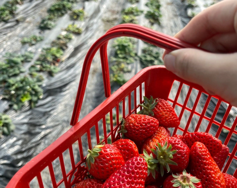 採草莓行程 採草莓行程