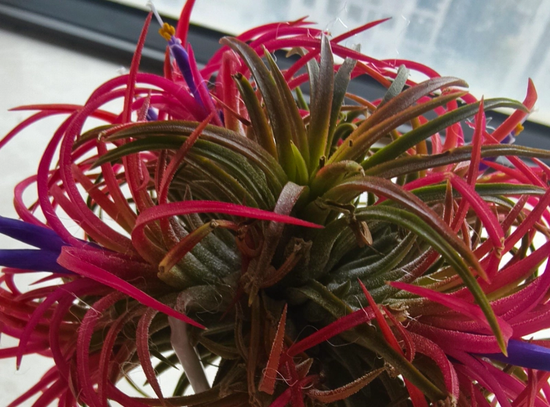 空氣草 照顧 空氣草 照顧