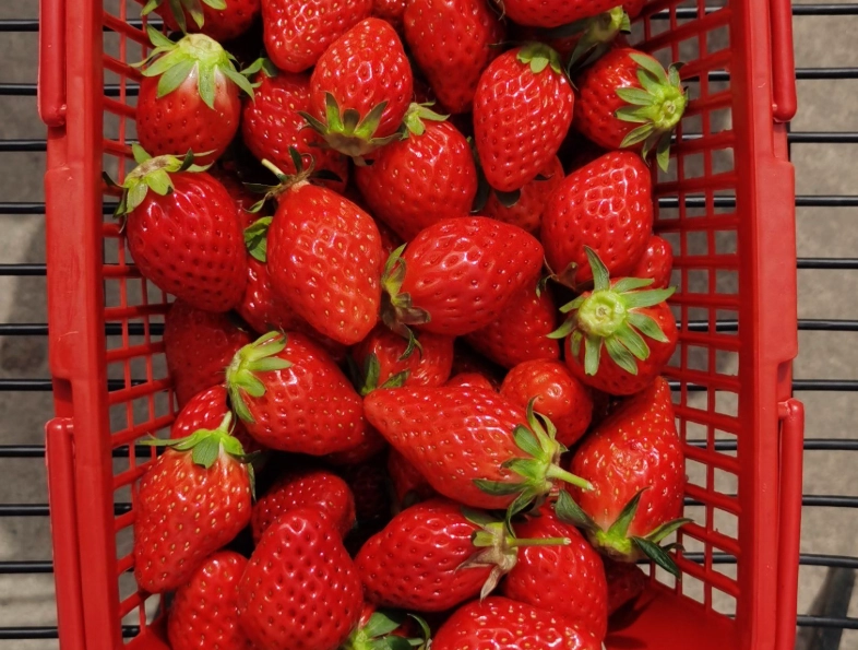 內湖草莓園推薦 內湖草莓園推薦