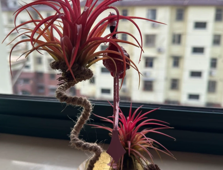 室內植物 推薦 室內植物 推薦