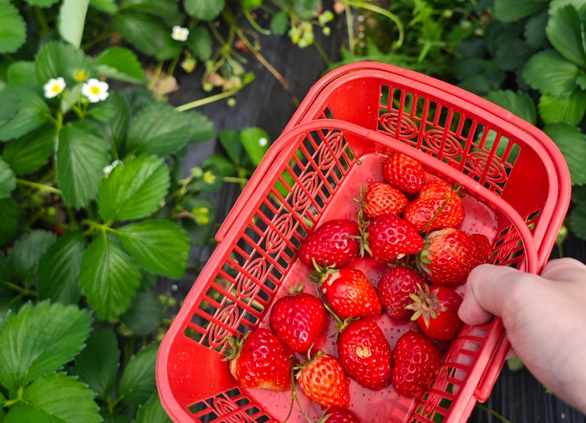 台北采草莓