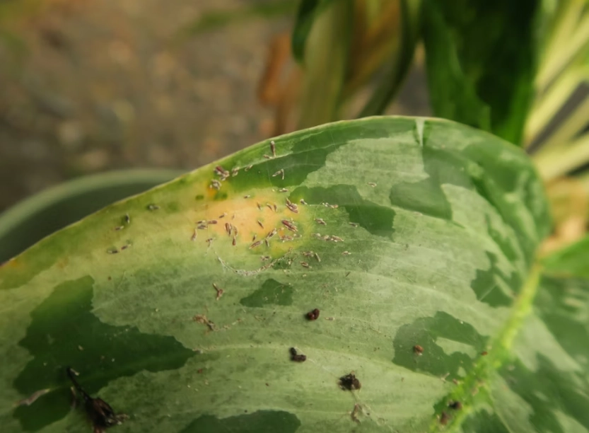 虎尾蘭蟲害處理