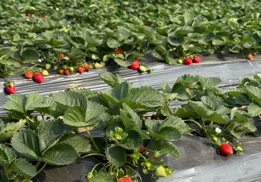 新竹採草莓 新竹採草莓