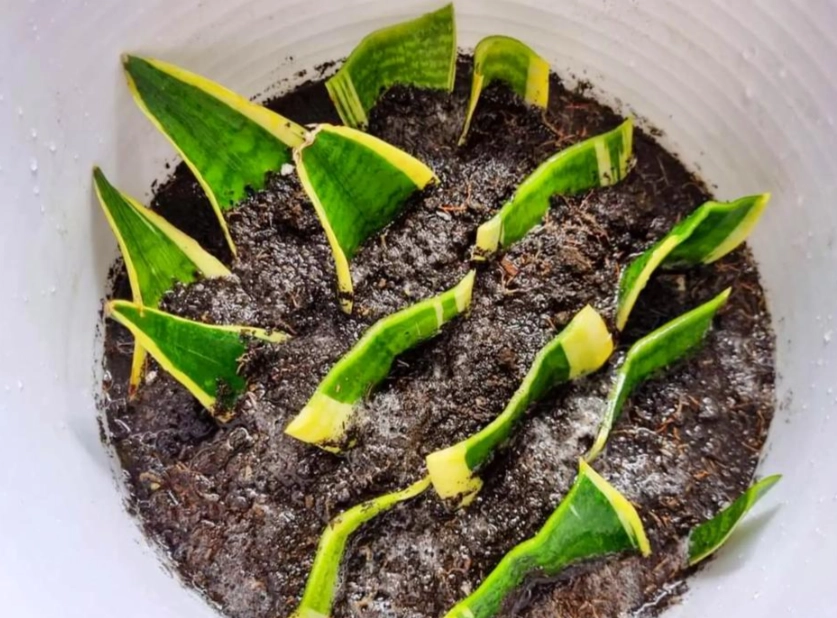 虎尾蘭土壤 虎尾蘭土壤