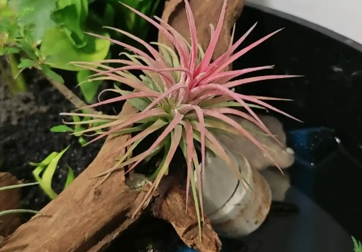 空氣草 照顧 空氣草 照顧