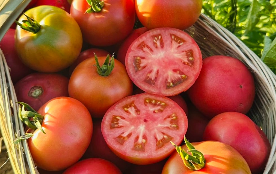 草莓番茄哪裡買