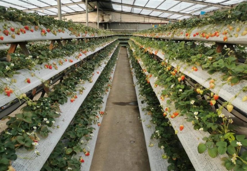 有機草莓園 推薦 有機草莓園 推薦