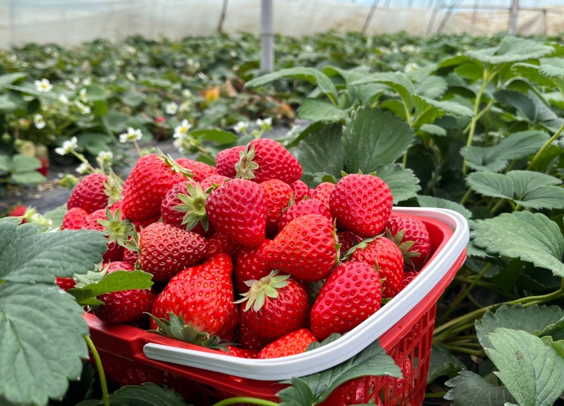 草莓產地價格