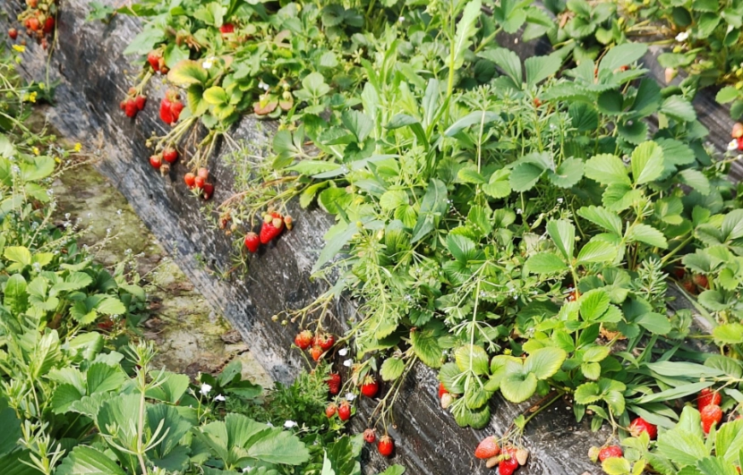 草莓園推薦 草莓園推薦