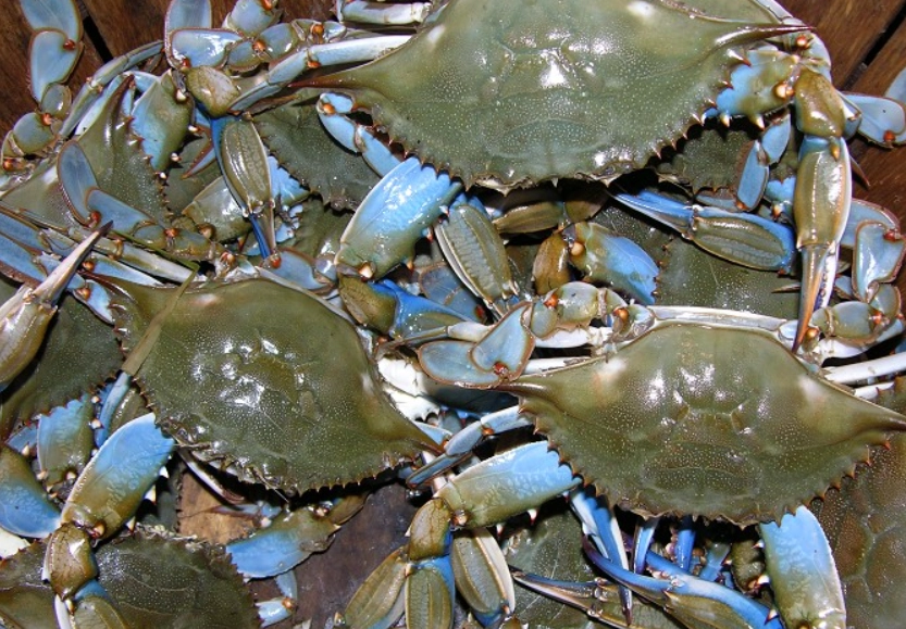 螃蟹藍 是什麼 螃蟹藍 是什麼