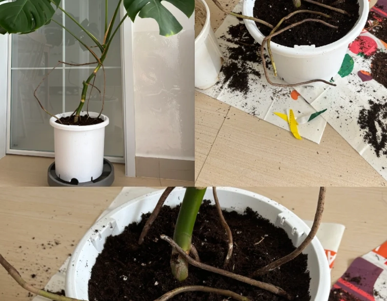 龜背芋氣根處理