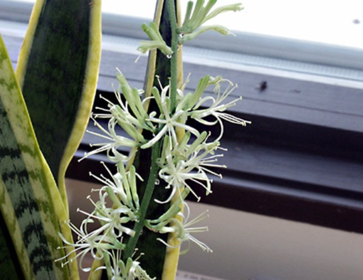 虎尾蘭開花照顧