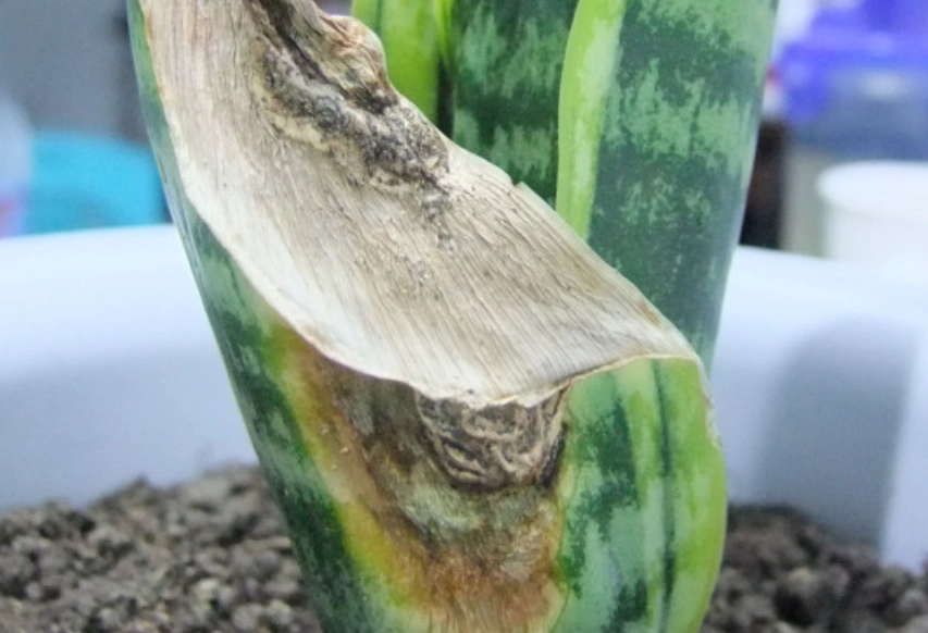 虎尾蘭 葉子 乾枯 虎尾蘭 葉子 乾枯