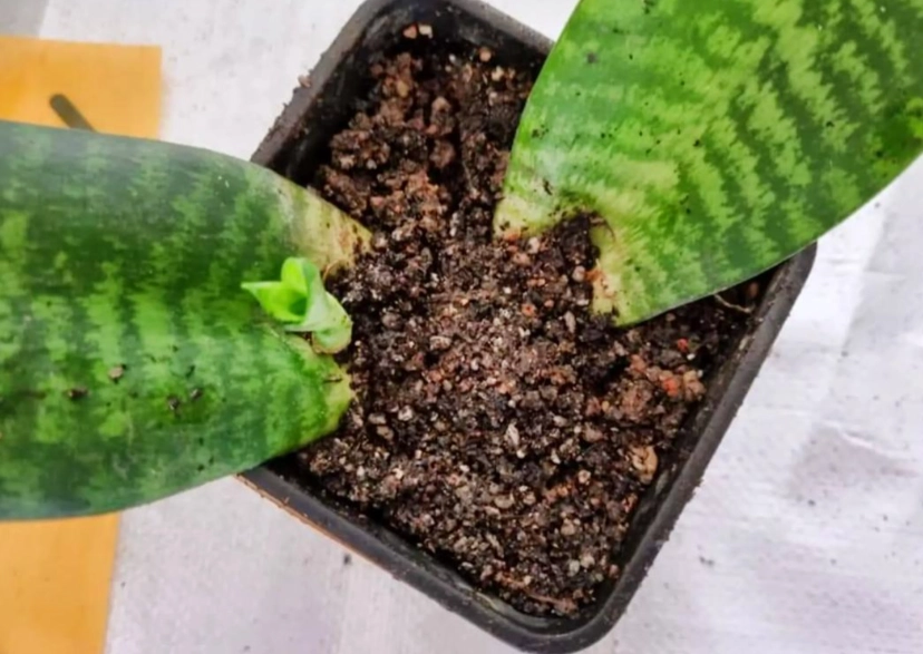 虎尾蘭土壤 虎尾蘭土壤