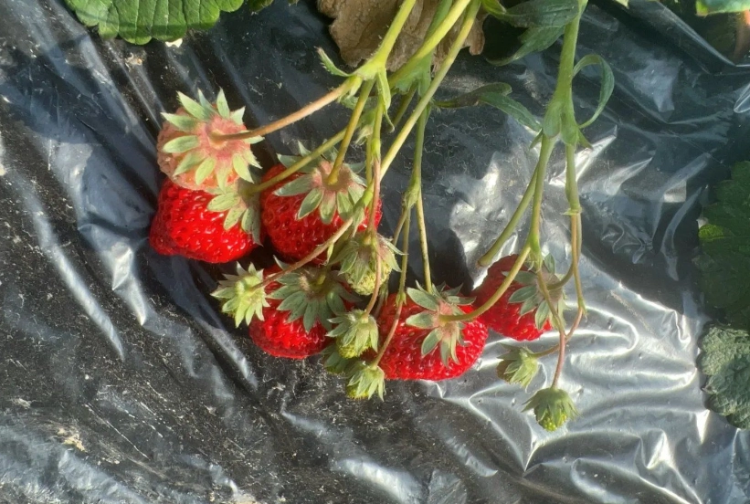 草莓園推薦 草莓園推薦