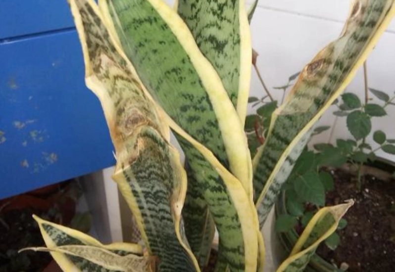 虎尾蘭 照顧 虎尾蘭 照顧