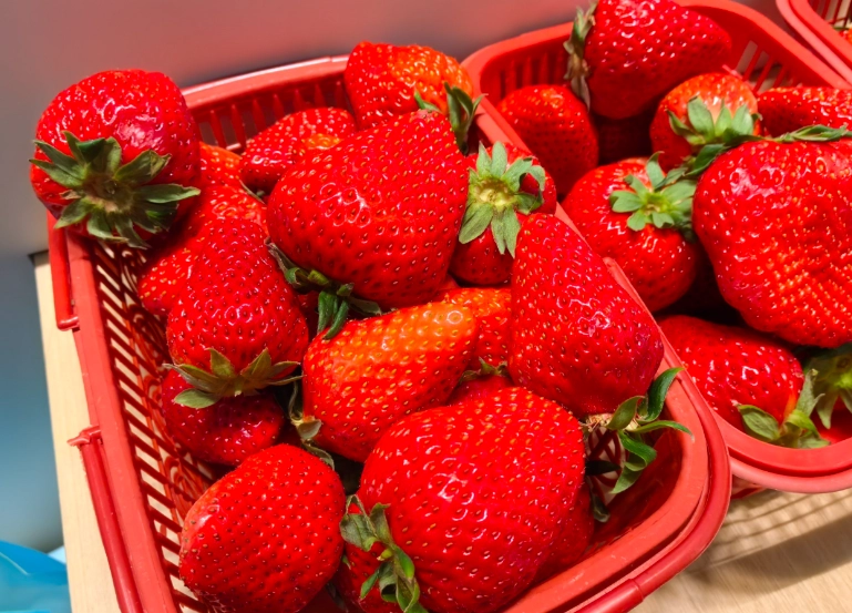 關西草莓 採草莓