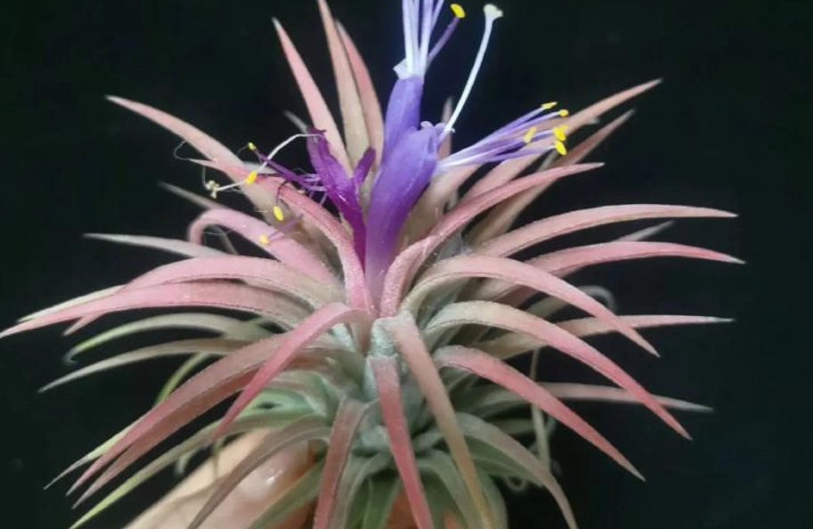 空氣鳳梨開花條件