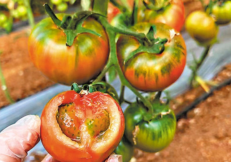 關西採草莓番茄