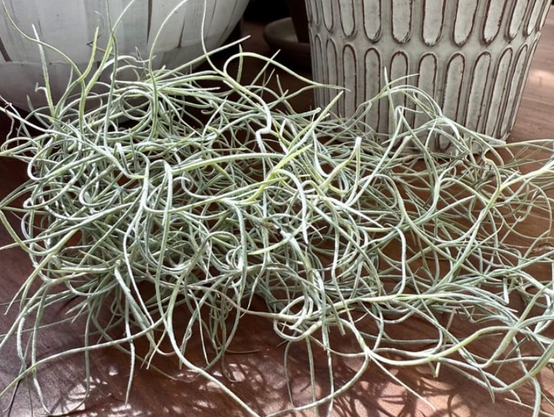 空氣鳳梨修剪 空氣鳳梨修剪