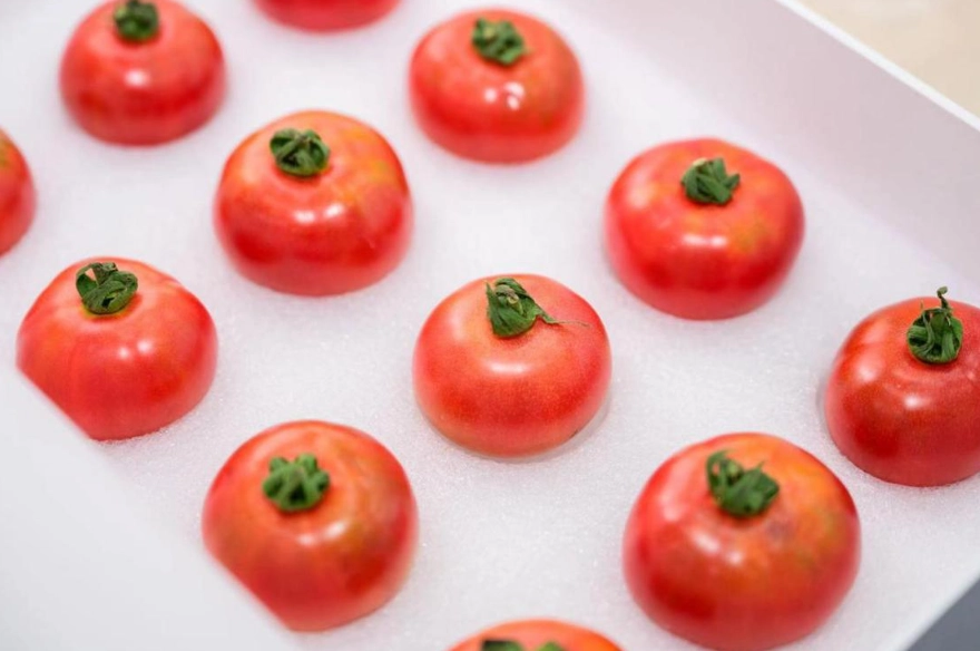 關西採草莓番茄