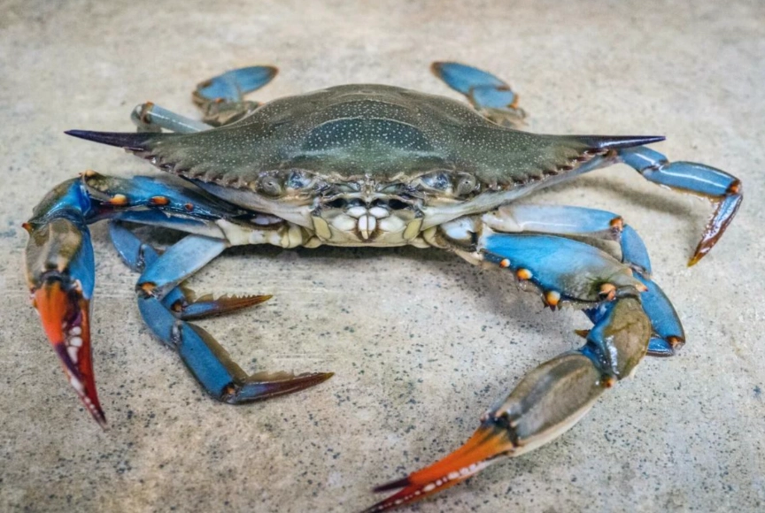 螃蟹藍 觀賞季節