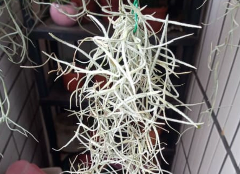 空氣鳳梨枯萎 空氣鳳梨枯萎