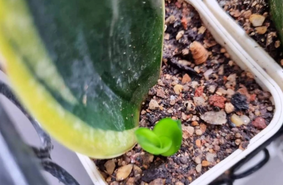 虎尾蘭配土 虎尾蘭配土