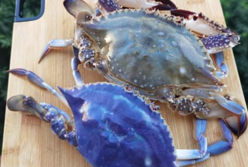 螃蟹藍 觀賞季節