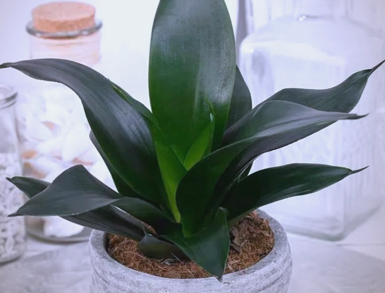 虎尾蘭介質 虎尾蘭介質