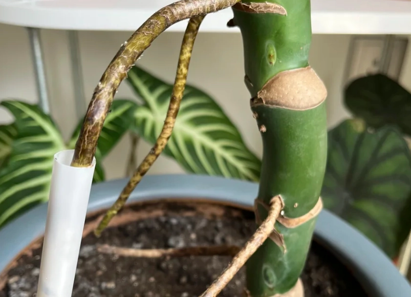 龜背芋 氣根 斷掉 處理