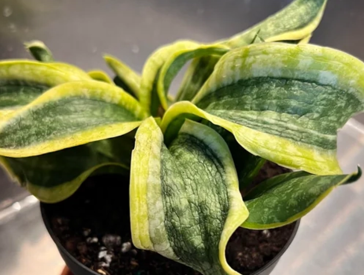 虎尾蘭澆水 虎尾蘭澆水