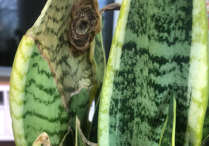 虎尾蘭葉斑病原因 虎尾蘭葉斑病原因