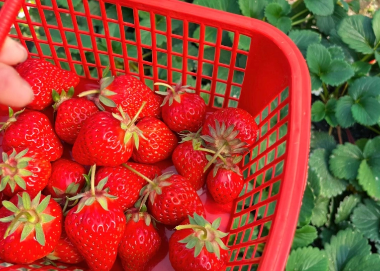 雲林採草莓 雲林採草莓