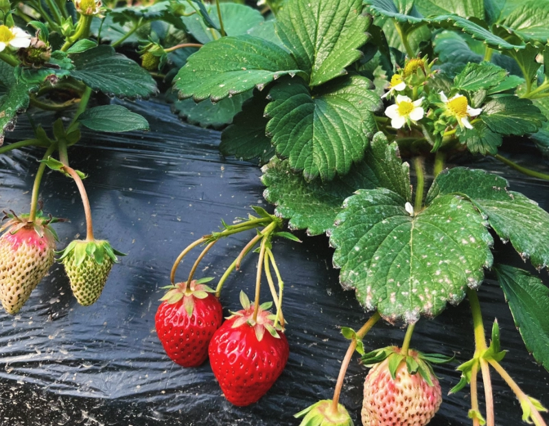 草莓園 推薦 草莓園 推薦