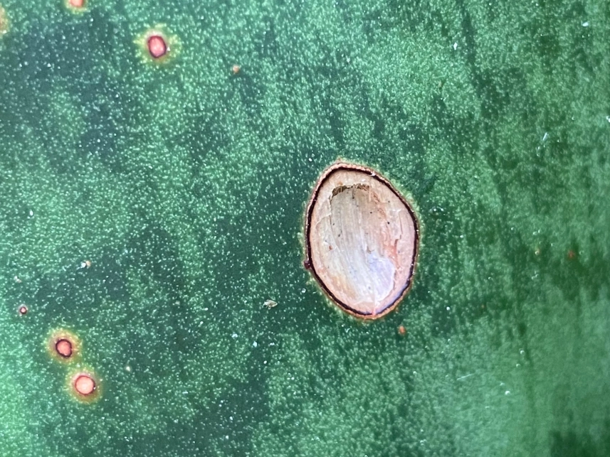 植物真菌病害防治 植物真菌病害防治