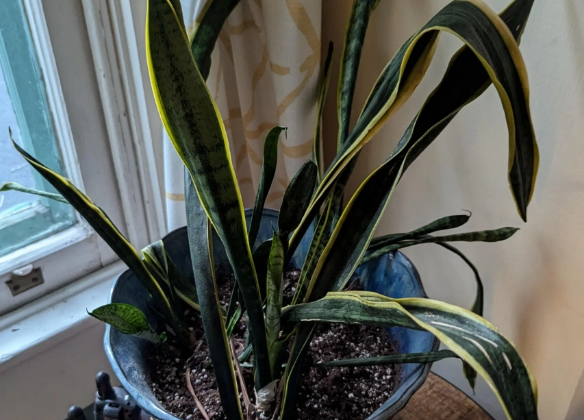 虎尾蘭彎曲原因 虎尾蘭彎曲原因