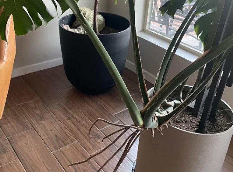 室內植物 氣根 室內植物 氣根