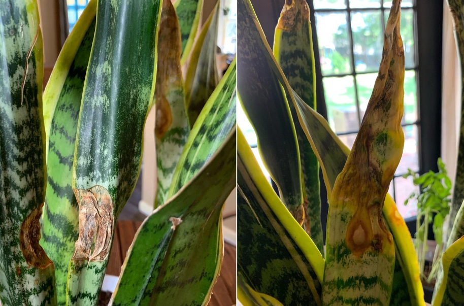 虎尾蘭葉斑病原因 虎尾蘭葉斑病原因