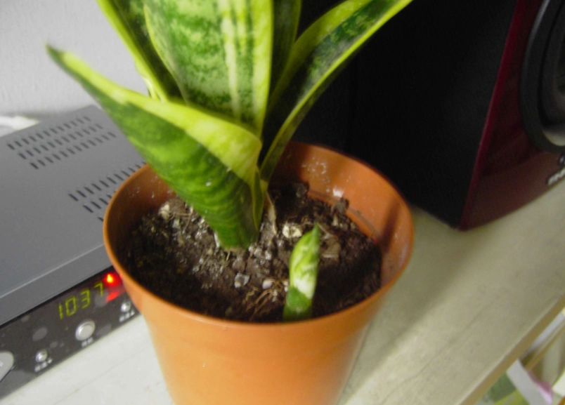 虎尾蘭 介質 調配