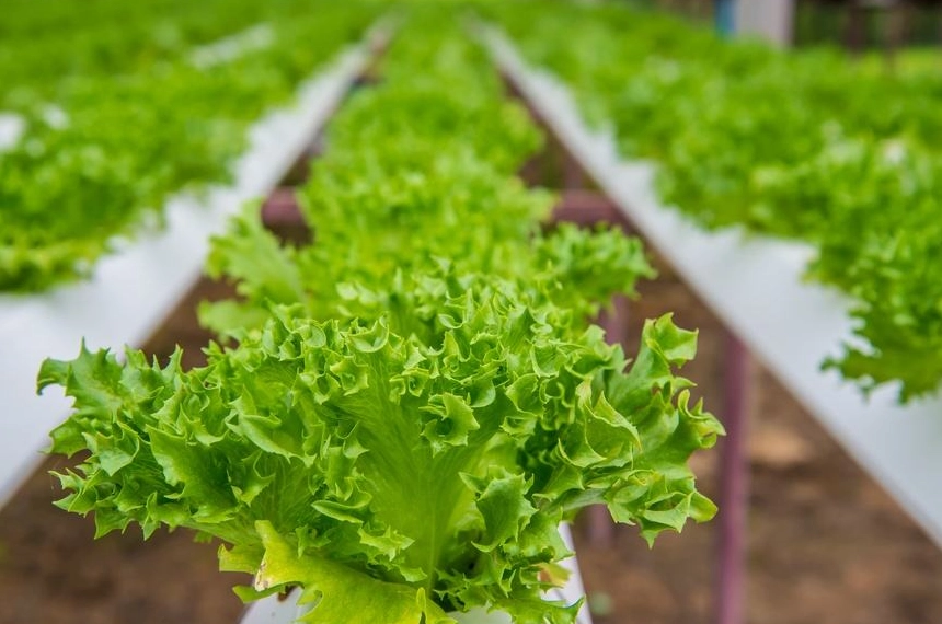 水培蔬菜 營養