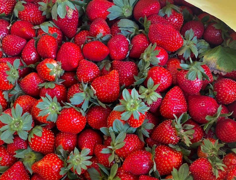 關西草莓 產地直銷
