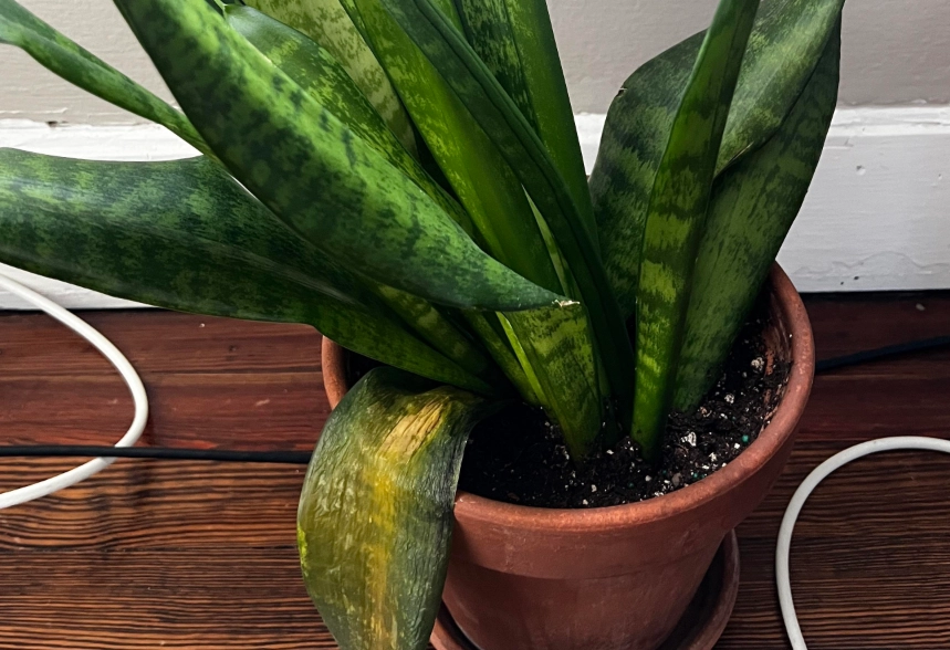 室內植物澆水技巧 室內植物澆水技巧