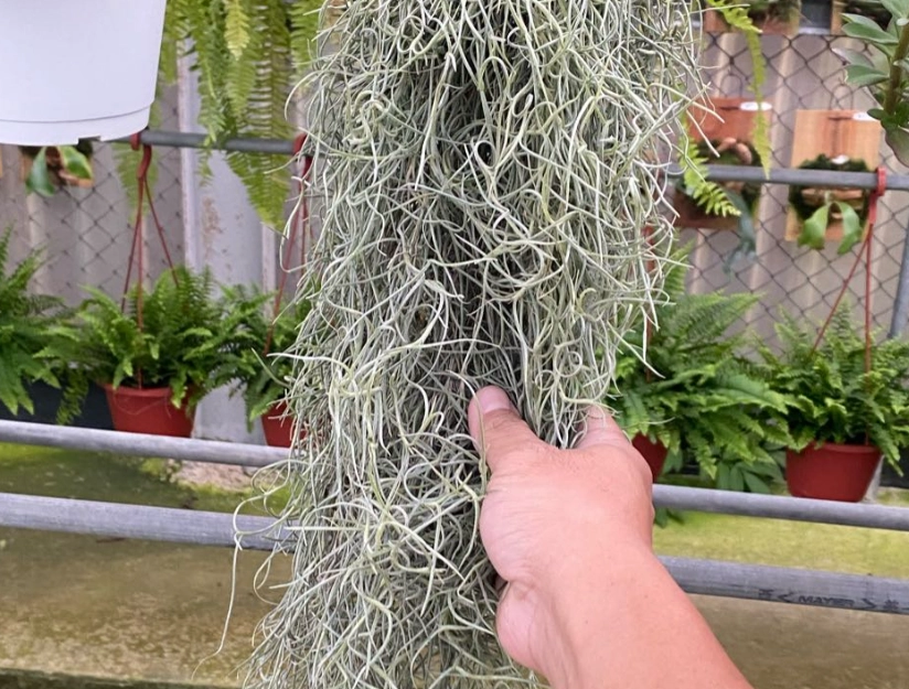 空氣鳳梨修剪 空氣鳳梨修剪