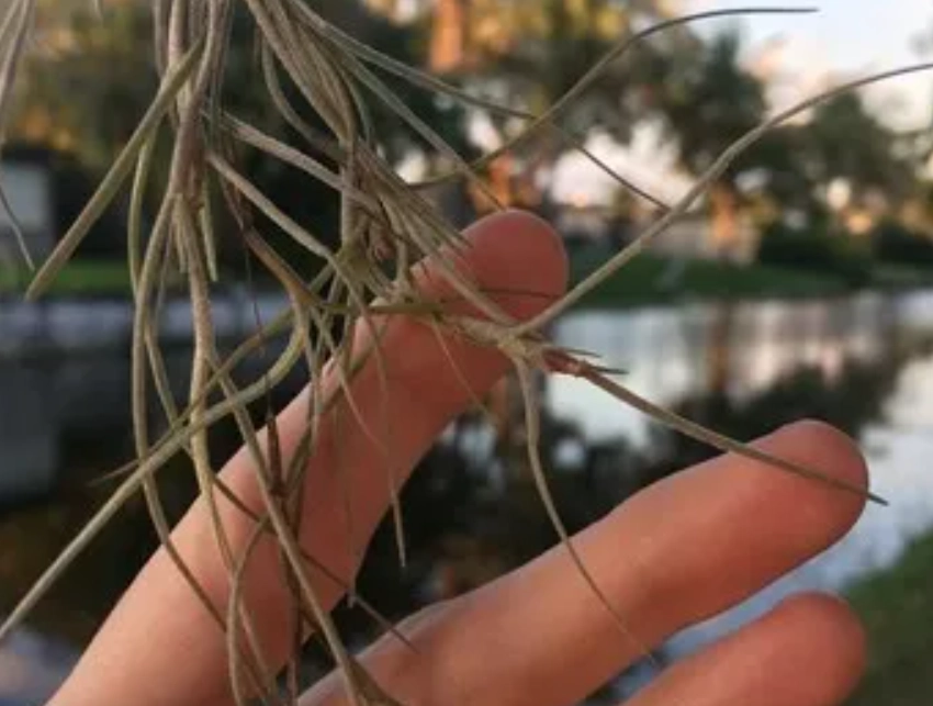 空氣鳳梨修剪 空氣鳳梨修剪