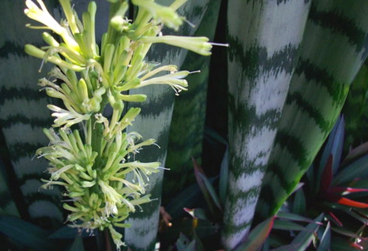 虎尾蘭開花 虎尾蘭開花