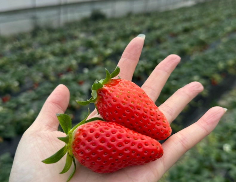 西螺 草莓園 西螺 草莓園