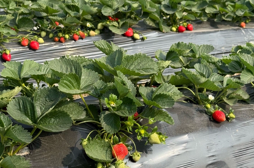 大湖草莓園 大湖草莓園