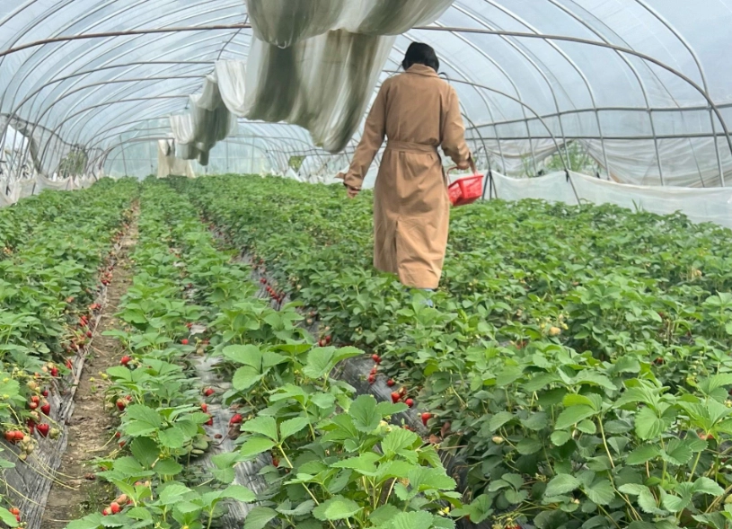 苗栗大湖草莓 苗栗大湖草莓