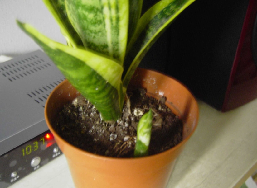 虎尾蘭土壤 虎尾蘭土壤